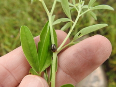Agroiconota bivittata
