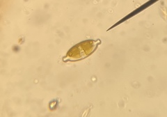 Caloneis amphisbaena