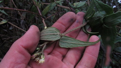 Alloispermum