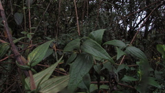 Alloispermum