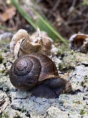 Helminthoglypta nickliniana