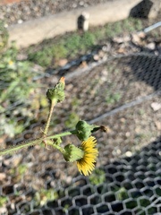 Sonchus asper asper