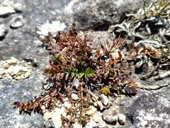 Chaerophyllum novae-zelandiae