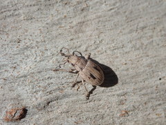 Eurymetopus birabeni