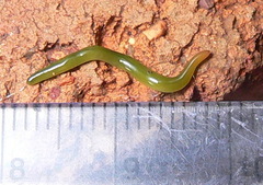 Othelosoma joburgi