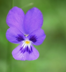 Viola orphanidis