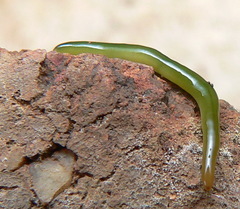 Othelosoma joburgi