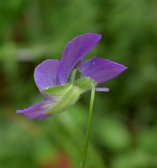 Viola orphanidis