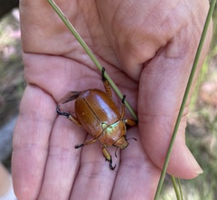 Anoplognathus montanus