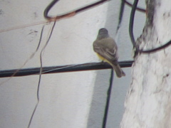 Tyrannus melancholicus