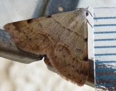 Hemeroplanis historialis