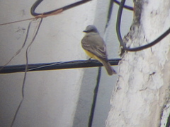 Tyrannus melancholicus