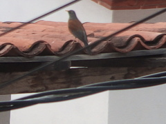 Turdus rufopalliatus
