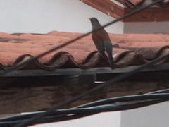 Turdus rufopalliatus