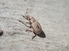 Eurymetopus birabeni