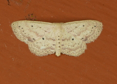 Scopula aemulata