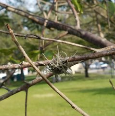 Tillandsia recurvata image