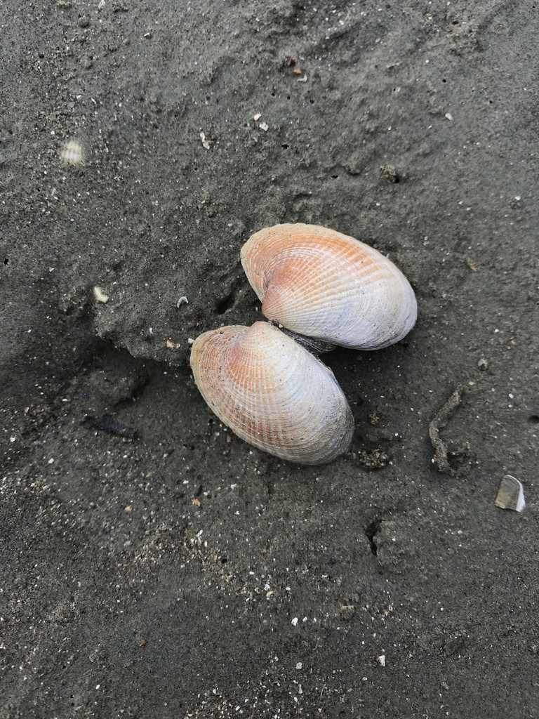 New Zealand Cockle from Christchurch including Banks Peninsula, NZCA