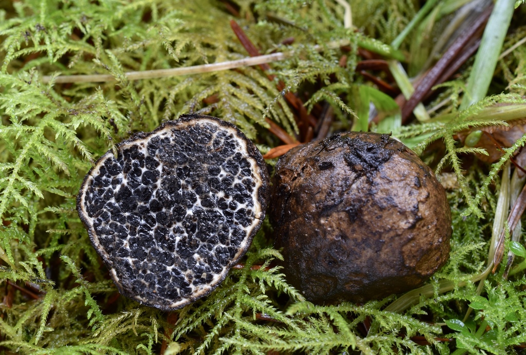 Melanogaster
