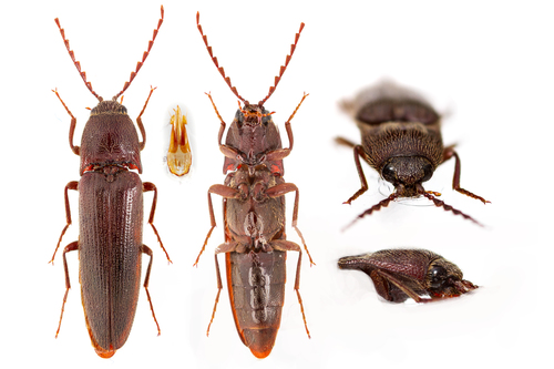 Melanotus castanipes (Paykull, 1800)