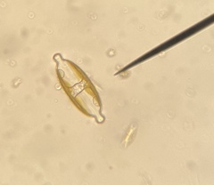 Caloneis amphisbaena