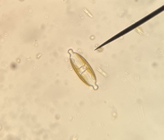 Caloneis amphisbaena