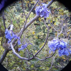 Jacaranda mimosifolia