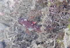Scorpaena jacksoniensis