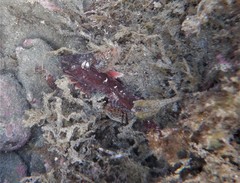 Scorpaena jacksoniensis