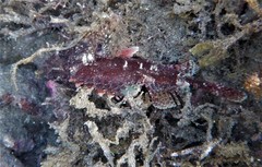 Scorpaena jacksoniensis