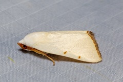 Xanthodes amata