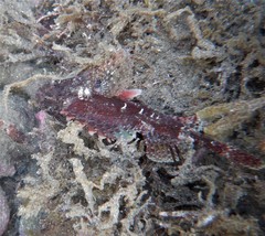 Scorpaena jacksoniensis
