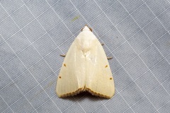 Xanthodes amata