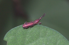 Trachelizini