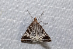Phrataria replicataria