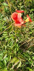 Campsis × tagliabuana