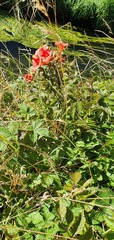 Campsis × tagliabuana