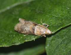 Acrobasis repandana