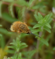 Bombylius fulvescens