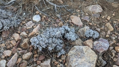 Eriogonum kennedyi austromontanum