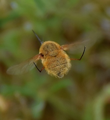 Bombylius fulvescens