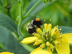 Bombus impatiens