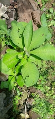 Blumea balsamifera