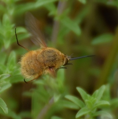 Bombylius fulvescens