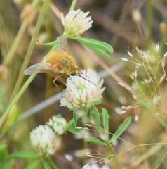 Bombylius fulvescens