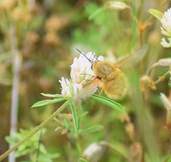 Bombylius fulvescens