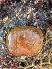 Haliotis rufescens