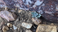 Dudleya abramsii affinis