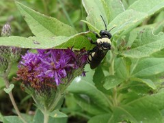 Triepeolus concavus