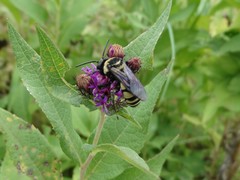 Triepeolus concavus